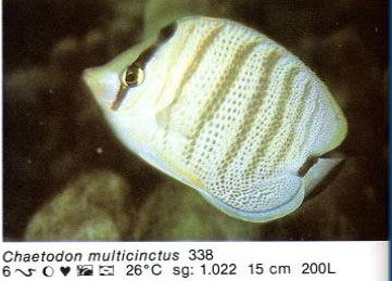 Chaetodon multicinctus